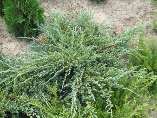 Juniperus sqamata Blue Carpet